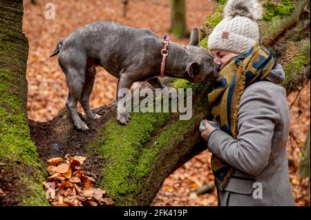 Bulldog francese che gioca con il suo proprietario su una passeggiata cane nella foresta Foto Stock