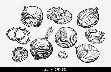 Bulbo di cipolla e anelli. Illustrazione vettoriale dello schizzo di verdure fresche disegnate a mano Illustrazione Vettoriale
