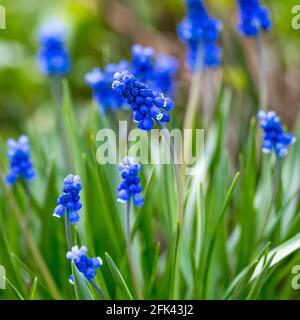 Muscari, giacinto d'uva, bluebells blu scuro pianta in giardino, in primavera. Fiori piccoli a forma di urna, motivi floreali, sfondo naturale. Messa a fuoco selettiva, Foto Stock