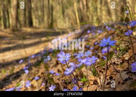 Fiori comuni di hepatica viola che crescono nella foresta di primavera, Okszow, Polonia Foto Stock