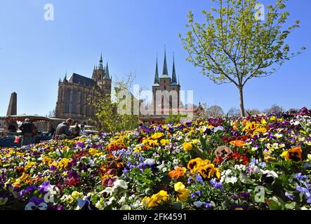 Erfurt, Germania. 28 Apr 2021. I fiori fioriscono su Domplatz, di fronte alla Cattedrale di Santa Maria e alla Chiesa di San Severus. Dal 9 luglio al 1 agosto, il Teatro Erfurt prevede di esibirsi qui al Domstufen Festival "la Maid of Orleans" di Tchaikovsky. Credit: Martin Schutt/dpa-Zentralbild/dpa/Alamy Live News Foto Stock