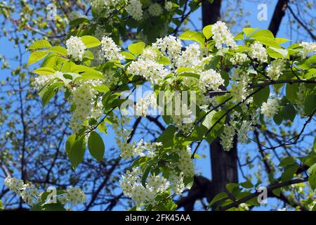 Ciliegio di uccelli, hackberry, hagberry o Mayday Tree, Gewöhnliche Traubenkirsche, Cerisier à grappes, Prunus padus, zelnicemeggy, Ungheria, Europa Foto Stock