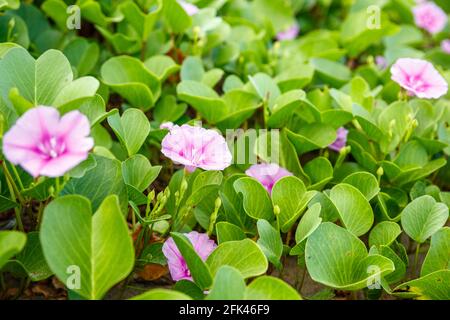 Fiore mattina spiaggia Gloria o Ipomoea pes-caprae sulla spiaggia di Batu Belig a Bali, Indonesia. Foto Stock