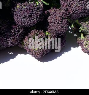 Primo piano di testine viola germoglianti di broccoli con spazio per la copia Foto Stock