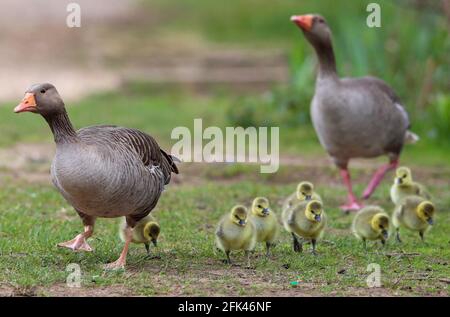 Eastleigh, Hampshire. 28 aprile 2021. Regno Unito Meteo. Le oche di Greylag e i loro pettini in una giornata grigia e frizzante al Lakeside Country Park di Eastleigh, vicino a Southampton, Hampshire. Credit Stuart Martin/Alamy Live News Foto Stock