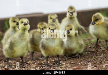 Eastleigh, Hampshire. 28 aprile 2021. Regno Unito Meteo. Le oche di Greylag e i loro pettini in una giornata grigia e frizzante al Lakeside Country Park di Eastleigh, vicino a Southampton, Hampshire. Credit Stuart Martin/Alamy Live News Foto Stock