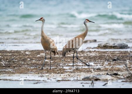 Un paio di gru di Sandhill si accoppia a piedi lungo la spiaggia Lago Michigan a Cana Cove vicino Baileys Harbour in Contea di Door Wisconsin Foto Stock