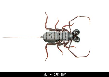 Immagine di scorpione a frusta isolato su sfondo bianco. Animale. Insetto. Foto Stock