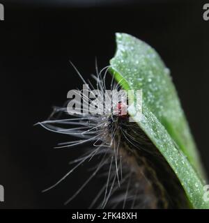 Primo piano dell'alimentazione del solco su foglia di orchidee Foto Stock