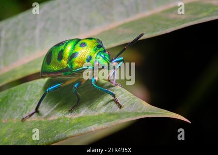 Bug gioiello verde noto anche come bug scudo metallico sulla foglia con messa a fuoco selettiva. Sono anche noti come bug schermati. Questi sono polifagosi. Foto Stock