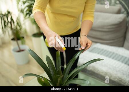 Donna irriconoscibile che annaffiatura e spruzzando pianta domestica in salotto vicino, usando spruzzatore di acqua. Cura di pianta di concetto Foto Stock