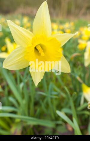 Wild Daffodil (Narcissup seudonarcissus) conosciuto anche come Lent Lilly che cresce in una riserva naturale nella campagna del Regno Unito Herefordshire, aprile 2021 Foto Stock