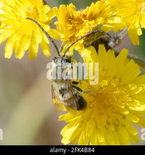 Ape a corna lunga (Eucera sp.) su un fiore Foto Stock