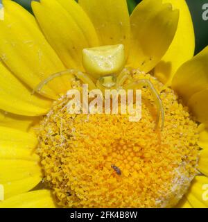 Femmina ragno di granchio (Thomisus onustus) in attesa di una preda su un fiore Foto Stock