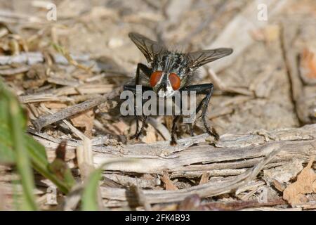 Carne comune volare (Sarcophaga sp.) a terra Foto Stock