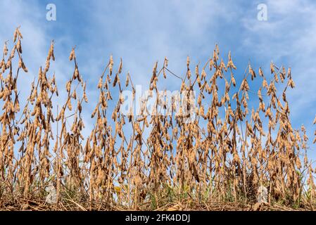 I baccelli secchi di soia piantati alla fase di raccolto. Raccolto di grano. POD per la produzione e la produzione di olio e biodiesel. Piantando è la fase finale di t Foto Stock