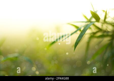 Bokeh sfocato, luci scintillanti verde e giallo bokeh offuscato astratto luce primavera sfondo foresta. Bokeh naturale da foglia di bambù. Sfocatura delle immagini Foto Stock