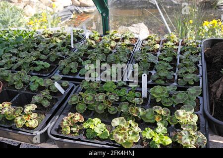 JACKPOT PELARGONIO. IMPIANTI DI OTTURAMENTO Foto Stock