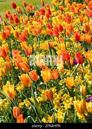 Luminoso tulipano e fiori di campo in un giardino Foto Stock