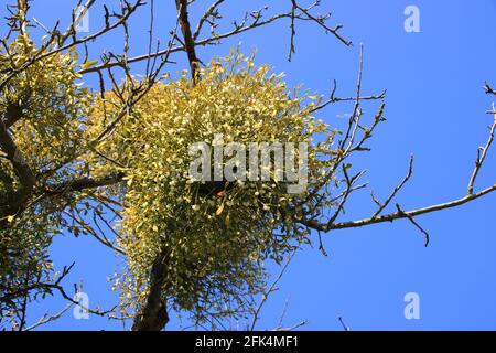 Mistletoes in un albero Foto Stock