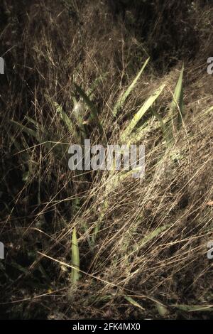 L'erba selvatica, che è ricoperta di vegetazione e secca, viene illuminata dal flash notturno a Richmond Park, Londra, Regno Unito Foto Stock