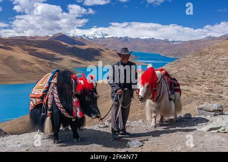 Uomo tibetano con due Yaks addomesticati sopra le acque glaciali blu del lago Yamdrok sulla strada del Passo d'Alte di Gampa (16860 piedi) in Tibet. Foto Stock