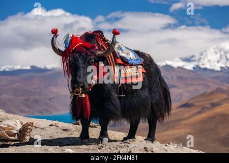 Yak addomesticato sopra le acque glaciali blu brillante del Lago Yamdrok sulla strada del Passo di alta gamba (16860 piedi) in Tibet. Foto Stock