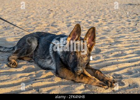 Una foto al tramonto di un cucciolo di pastore tedesco di quattro mesi su una spiaggia di sabbia. Luce dorata. Linea di lavoro razza Foto Stock