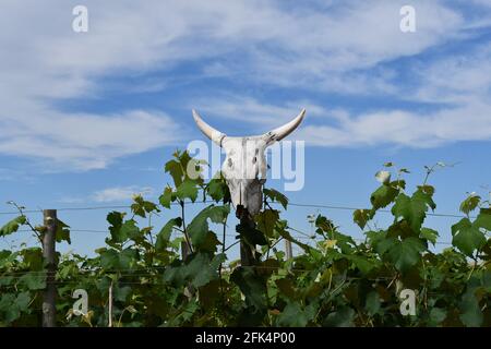 il cranio di una mucca che custodisce il vigneto Foto Stock