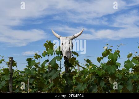 il cranio di una mucca che custodisce il vigneto Foto Stock