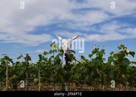 il cranio di una mucca che custodisce il vigneto Foto Stock