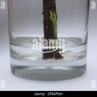 Un taglio di Elderberry che prende radice in un bicchiere d'acqua Foto Stock