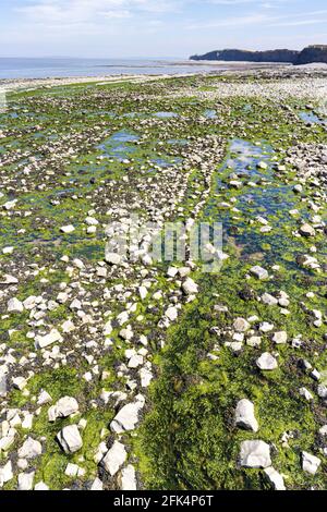 Geological strati di roccia a Kilve Beach, Somerset REGNO UNITO - parte di un grande sito di particolare interesse scientifico (SSSI) Foto Stock