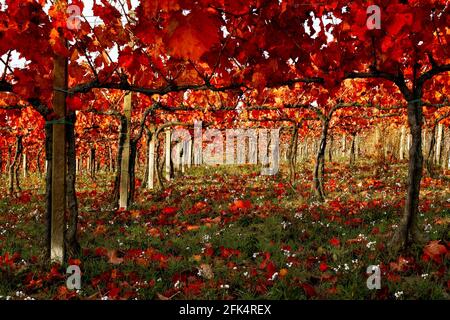 i vigneti rossi del sagrantino in umbria in autunno con molti fogliame Foto Stock