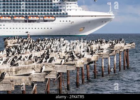 Cormorano imperiale o arag imperiale, attrici Leucocarbo, che mostrano colonia di riproduzione sul vecchio molo di legno con nave da crociera sullo sfondo, Punta Arenas Foto Stock