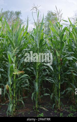 Gambi della pianta di mais, primo piano. Piante agricole in estate. Foto Stock