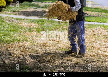 Giardiniere che sparge paglia pacciame giardinaggio lavori domestici di pacciame di paglia copertura Foto Stock