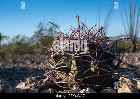 Giovane cactus cactus covillei, Ferocactus emoriyi ssp covillei, primo piano Foto Stock