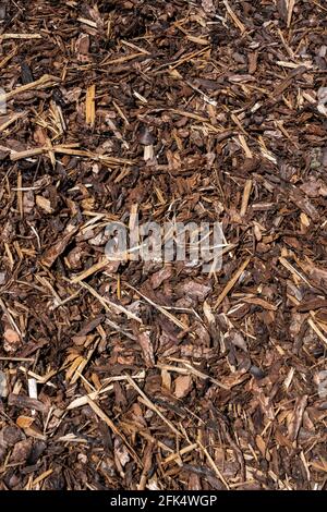 Schegge di corteccia di chip di legno che sono state frantumate per l'uso come un pacciame da giardino dall'industria del legname che può sia usato come backgro astratto di tessitura Foto Stock