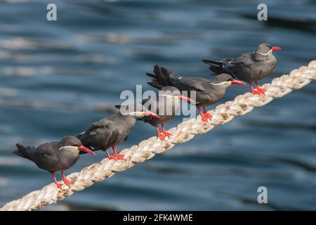 Inca tern, Larosterna inca, molti adulti arroccati su corda ormeggio per nave, nel porto, Lima, Perù Foto Stock