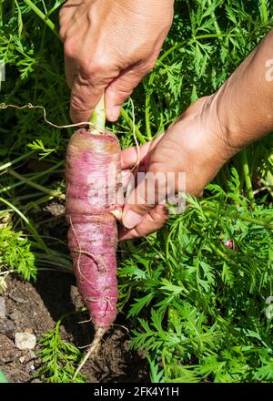 Le mani di un coltivatore che raccoglie carote viola. Foto Stock