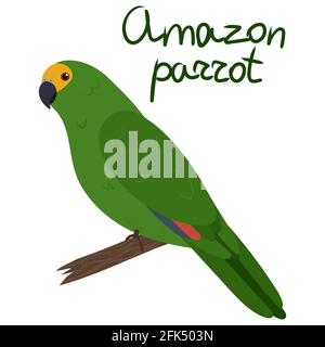Amazon pappagallo in stile cartoon su sfondo bianco. Illustrazione vettoriale disegnata a mano. Amazona Parakeet Illustrazione Vettoriale