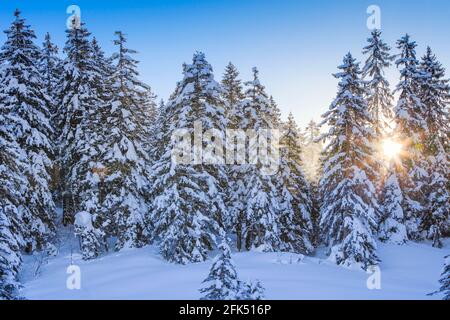 Tannenwald Verschneiter, Schweiz Foto Stock