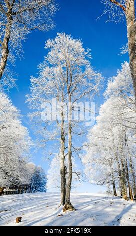 Riesige, tief verschneite Buche bei blauem Himmel im Neuenburger Jura, Schweiz Foto Stock