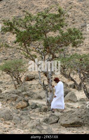 Asia occidentale , Penisola arabica, Sultanato di Oman, provincia di Dhofar, Salalah, Albero di incenso Foto Stock