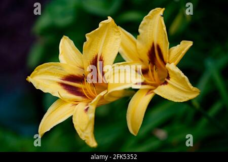 Due fiori gialli da giorno con un cuore marrone contro a. Sfondo verde Hemerocallis 'Bonanza' Foto Stock