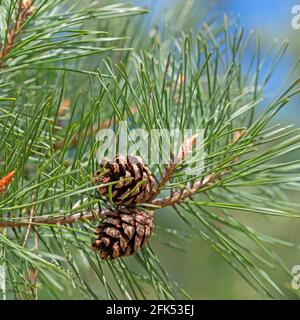 Pino, Pinus, con coni di pino Foto Stock