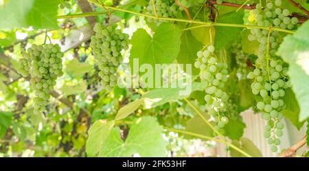 Fascino dell'uva verde che cresce tra le foglie Foto Stock