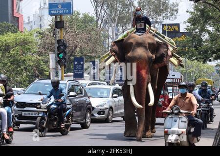 Guwahati, Assam, India. 27 Apr 2021. Un elefante indiano e il suo guardiano (Mahout) che indossa la maschera portano alberi di banana, a piedi su una strada trafficata. Credit: David Talukdar/ZUMA Wire/Alamy Live News Foto Stock