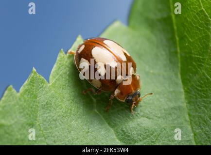 Scarabeo da donna macchiato di crema, quatuordecimguttata di Calvia su foglia Foto Stock